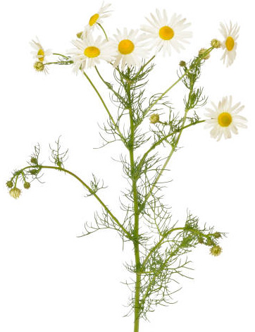 camomille pour hydrolat laboessie